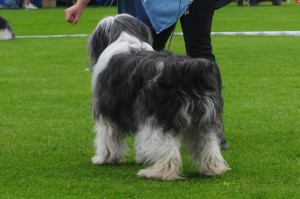 sheba